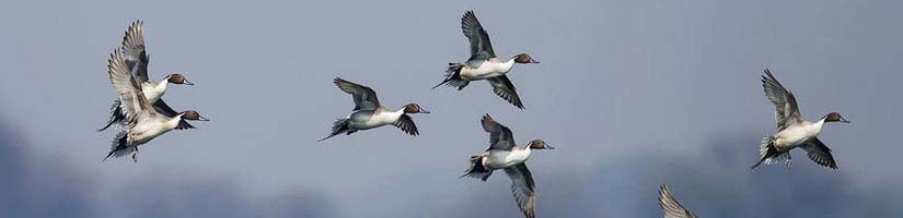 Bharatpur Bird Sanctuary