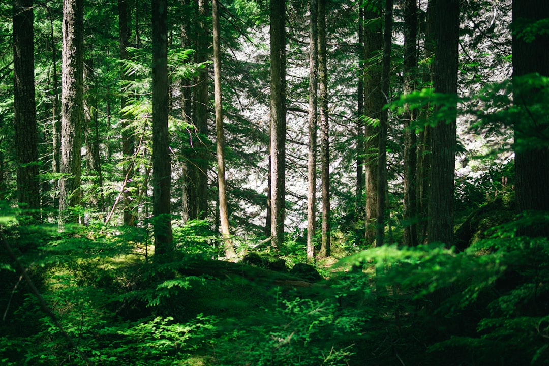 a forest with moss and trees